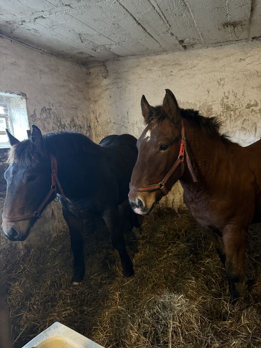 Sprzedam źrebaki tłuste ogierki zimnokrwiste