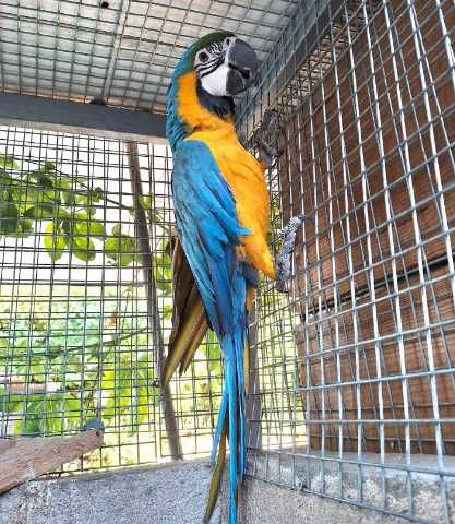Papagaios, Arara Ararauna e Guarubas
