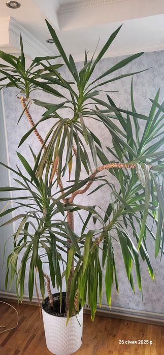 Вазонок пальма  юка гіганська