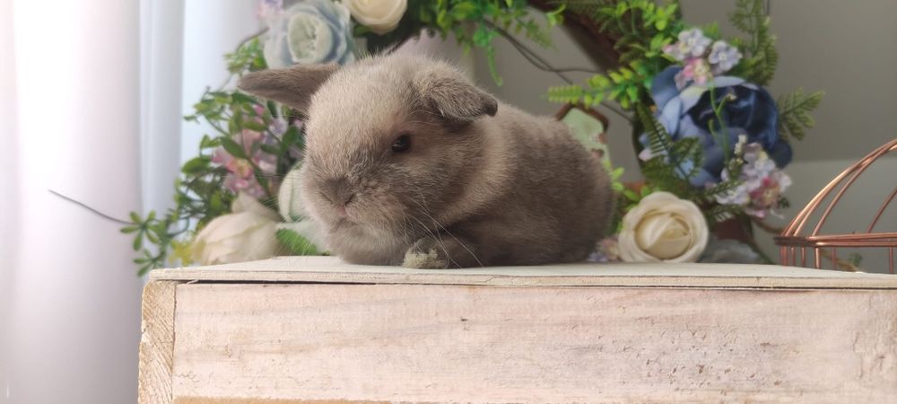 Królik Mini lop gotowe do odbioru