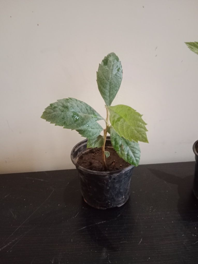 Nespereiras jovens em vaso – prontas para plantar