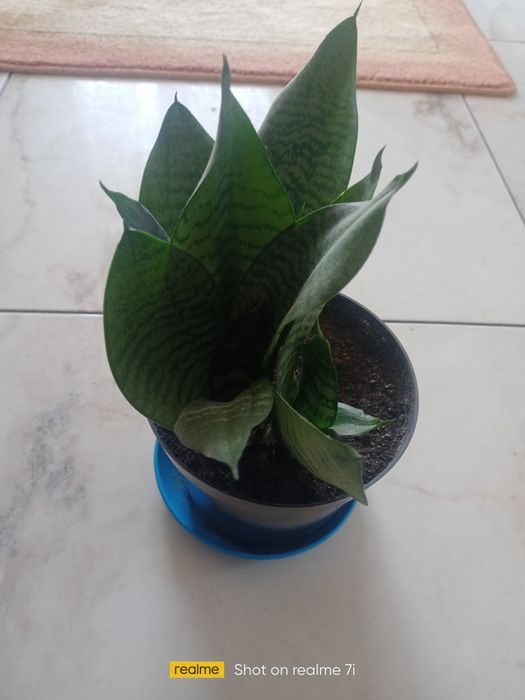 Sansewieria niska