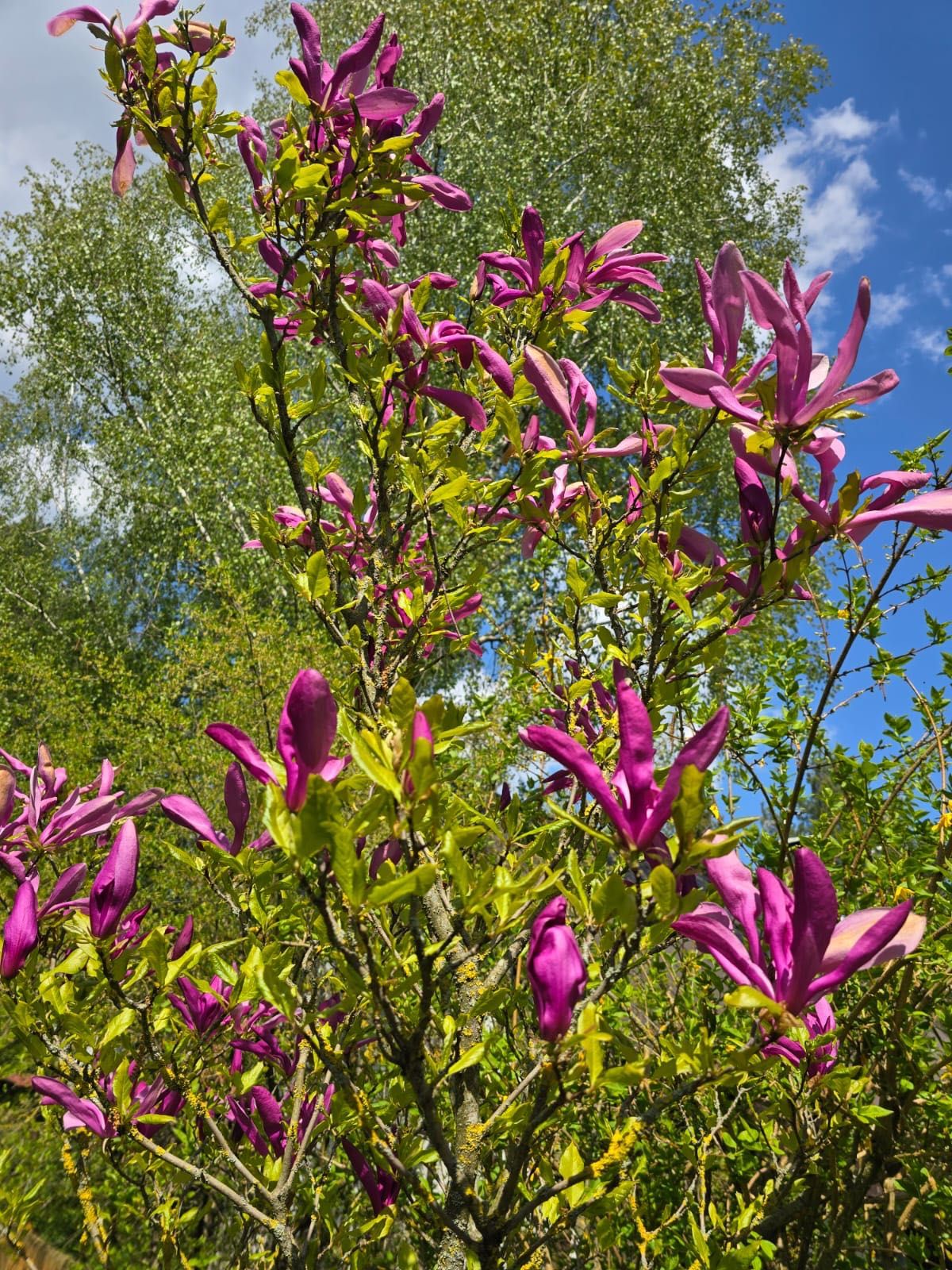 Drzewko magnolia