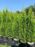 Thuja Szmaragd Ok 1m - 1.10 m  / Tuja Szmaragd / Tuja Żywopłotowa