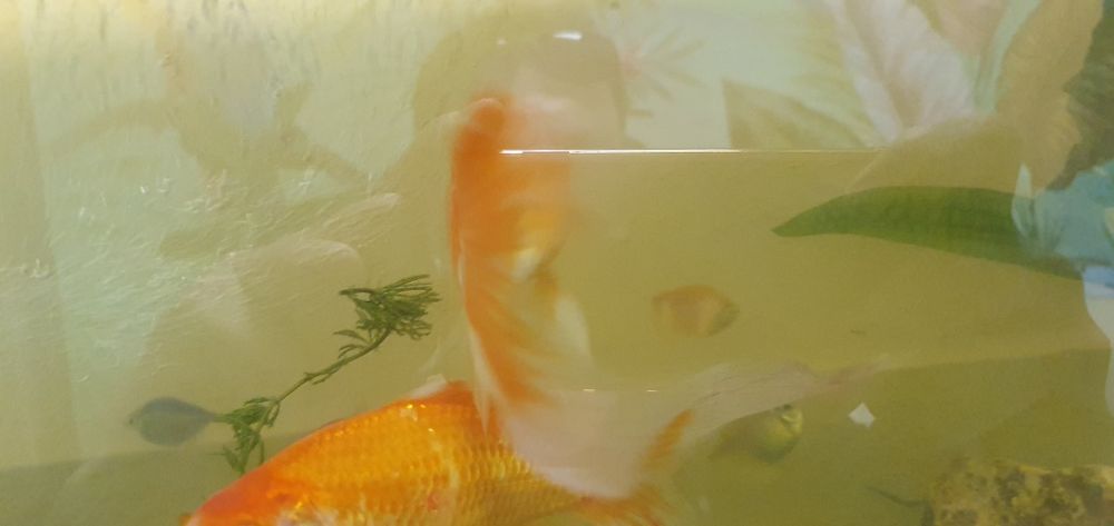 Рыбка золотая комета 15 см./обмен