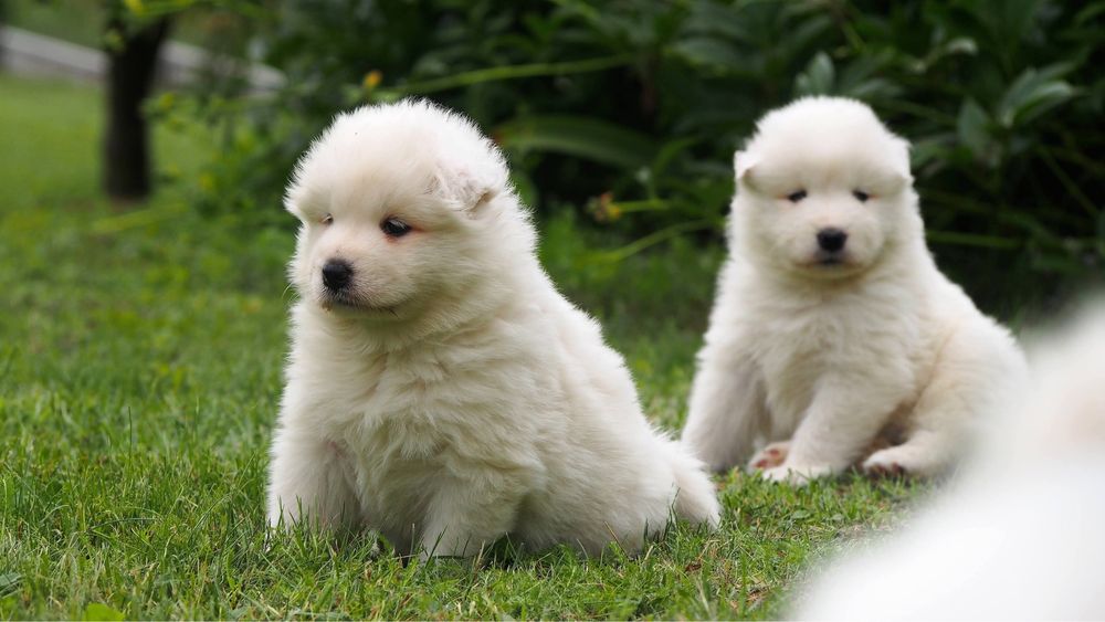 Samoyed, samojed, szczeniak, FCI, ZKwP, Krakow