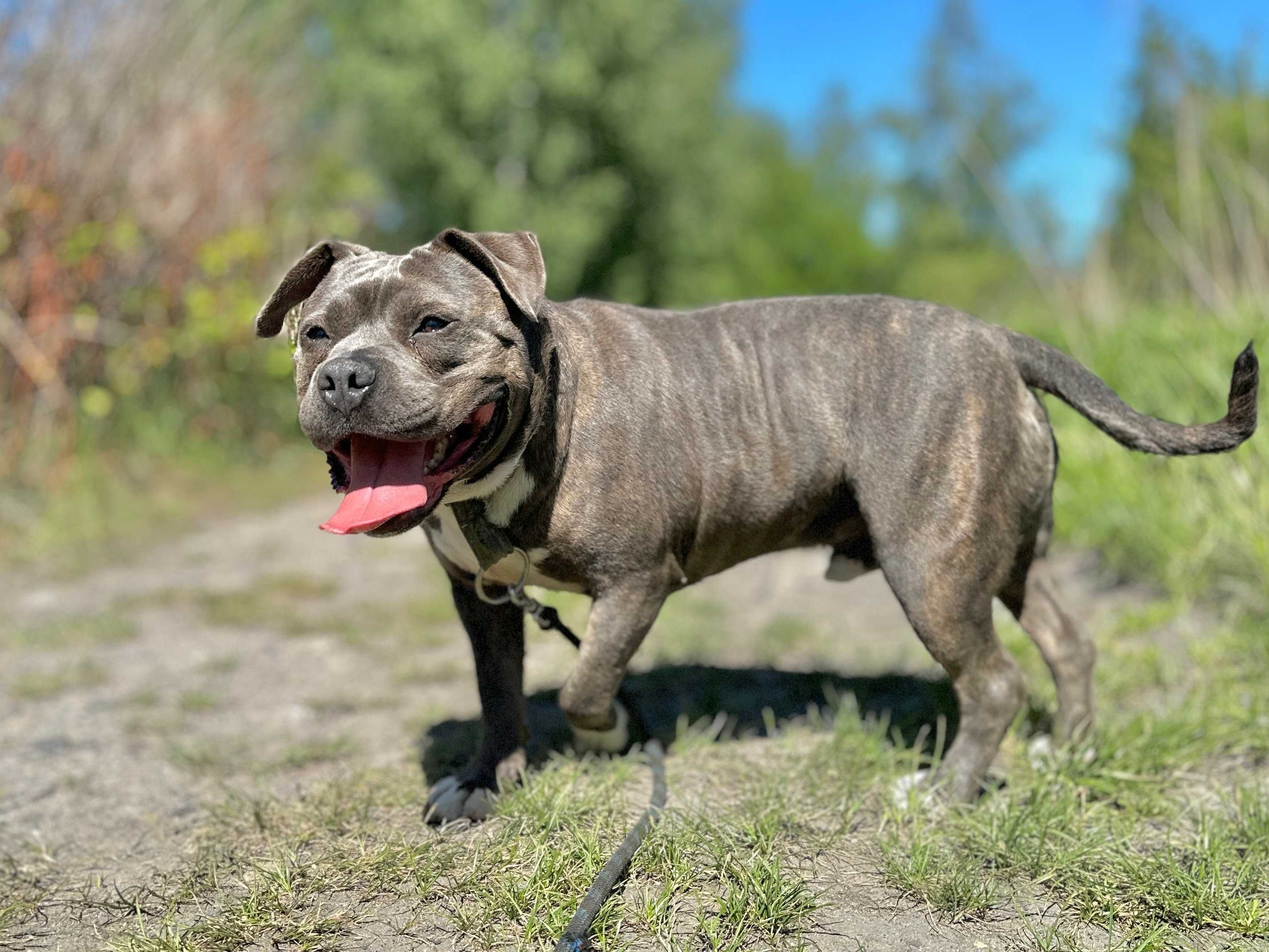 Daj dom cudownemu Śliniakowi w typie American bully