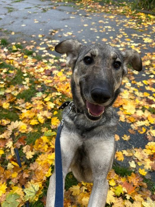 отдам бесплатно собаку, Ласка очень красивая