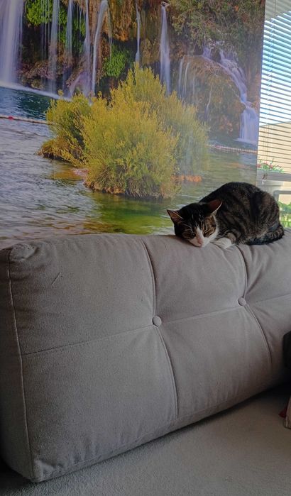 Pilne: Oddam Kotkę (Europejski Pospolity) w Dobre Ręce!