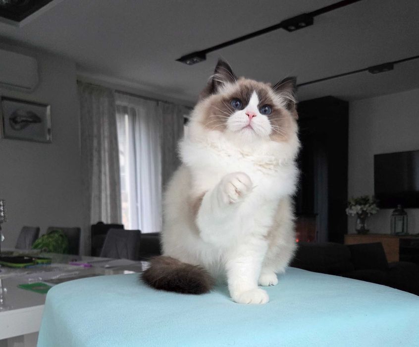 Ragdoll kocur z rodowodem FPL.