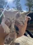 Gatinhos para adoção