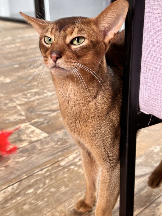 вязка абиссинский кот регистрация cfa