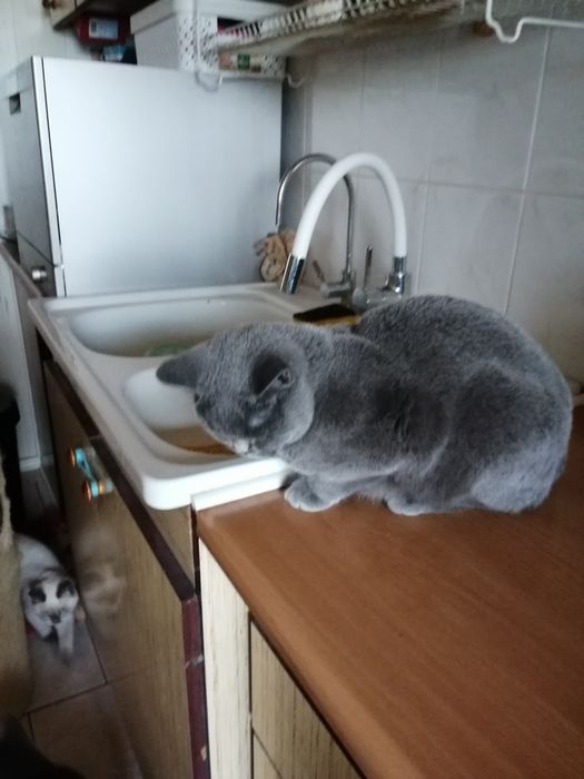 Piękna kotka Brytyjska niebieska