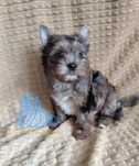 York piesek WASKO Blue Merle Yorkshire Terrier -dostępny