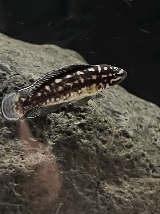 Ciclideos africanos do lago Tanganika