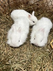 Króliki mimi króliczek młode