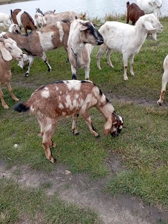 Продам англо нубійські кози козенята