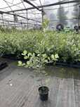Metrosideros Excelsa 50/70cm