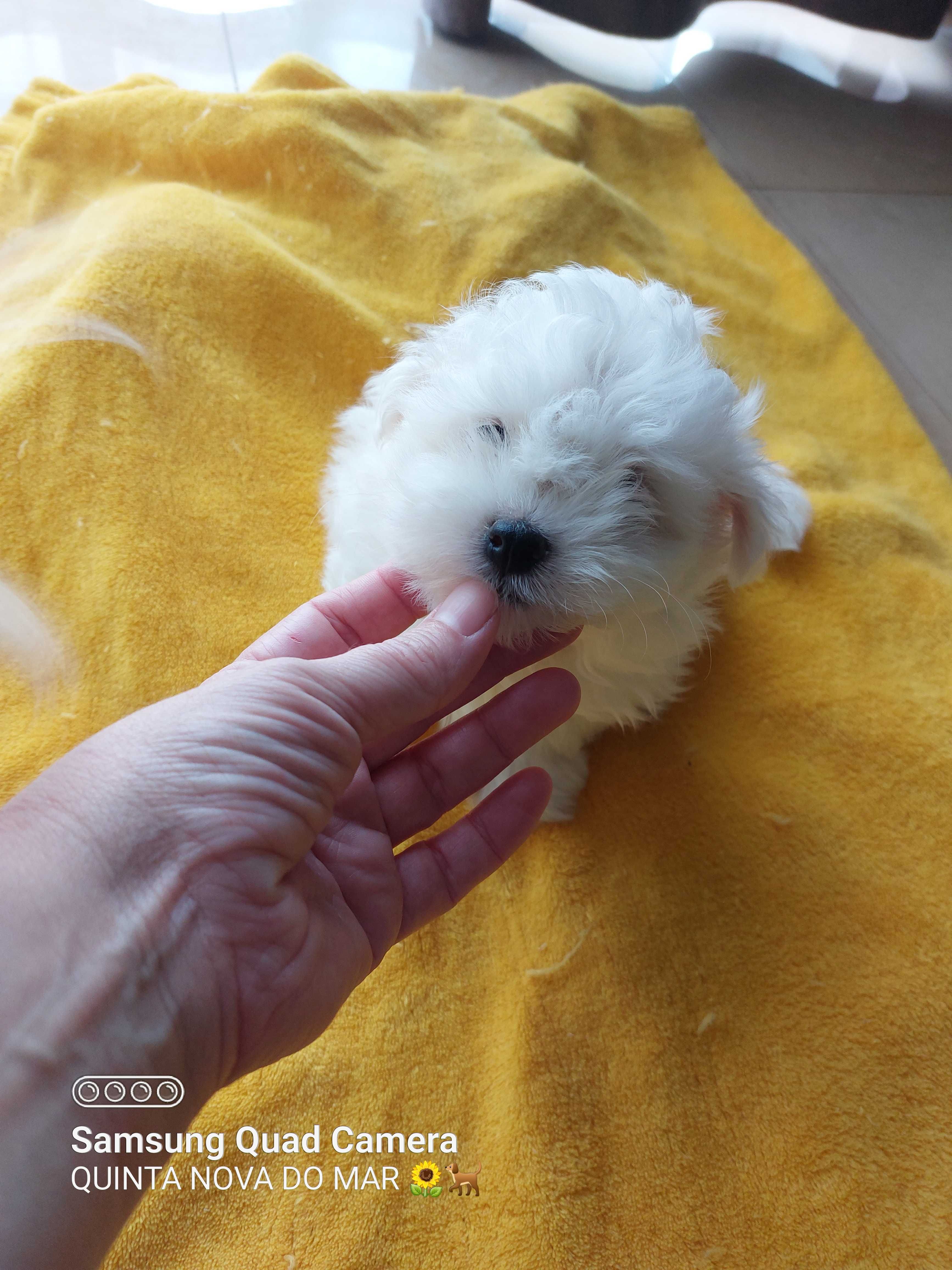 Bichon Maltês. Mini. Menino pronto para entrega.Perfeição!