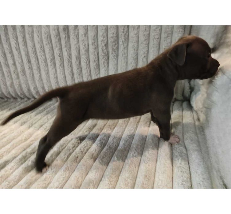 American Staffordshire Terrier - hodowla Błękitny z Kujaw - SUCZKA 1