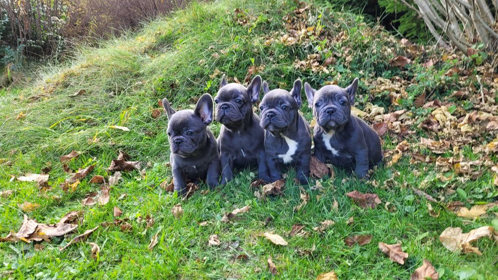Buldog Francuski niebieski[blue]