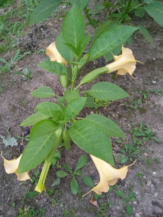 Бругмансія садова квітка