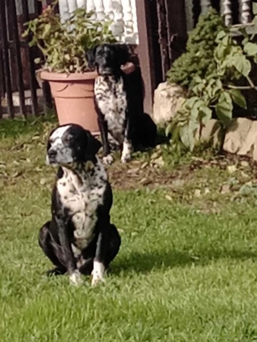 Psy miesszance z dalmatynczykiem