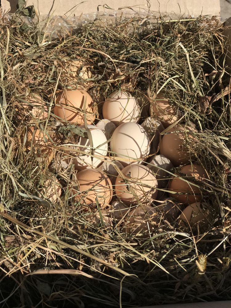 Інкубаційне яйце віандот срібний
