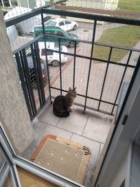 Siatki na balkon, siatka dla kota, siatki przeciw ptakom