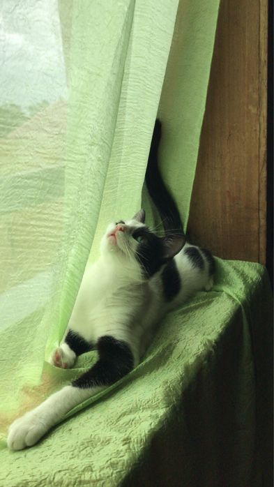 gatinha adulta para adoçao