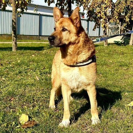 Psi ideal IMBIR, kocha inne psy I akceptuje koty