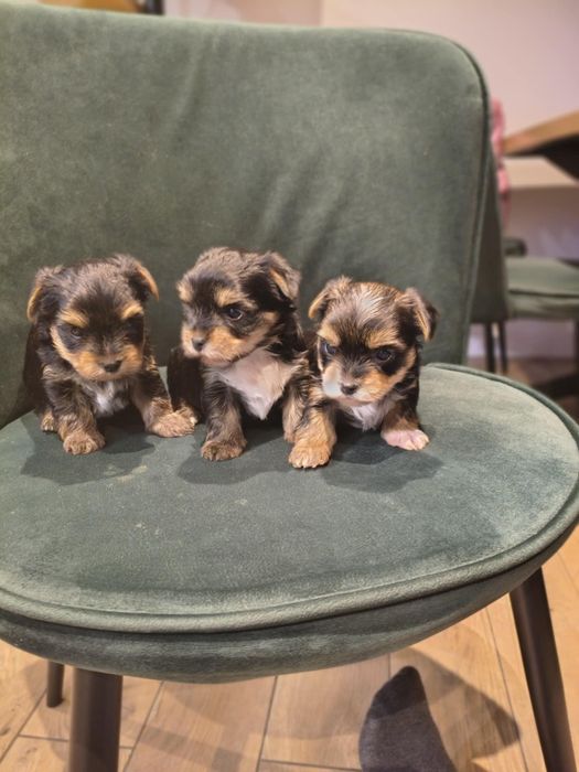 Yorkshire terrier mini