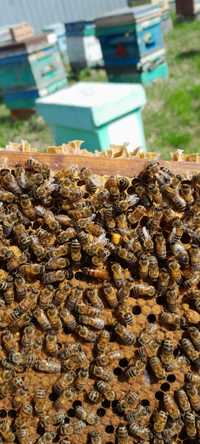 Продам бджолопакети 1000 грн