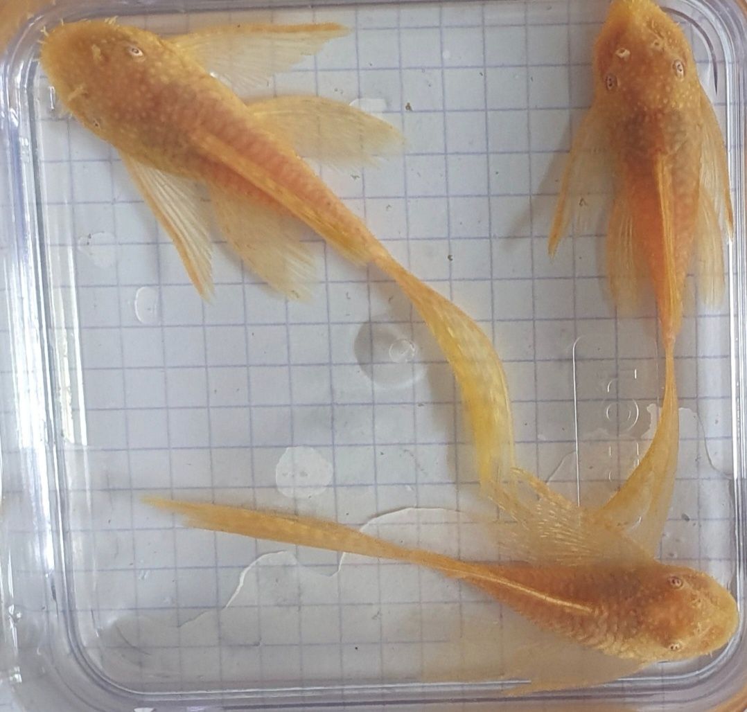 Ancistrus Albino ( ZŁOTY ) Weloniasty 5cm wysyłka