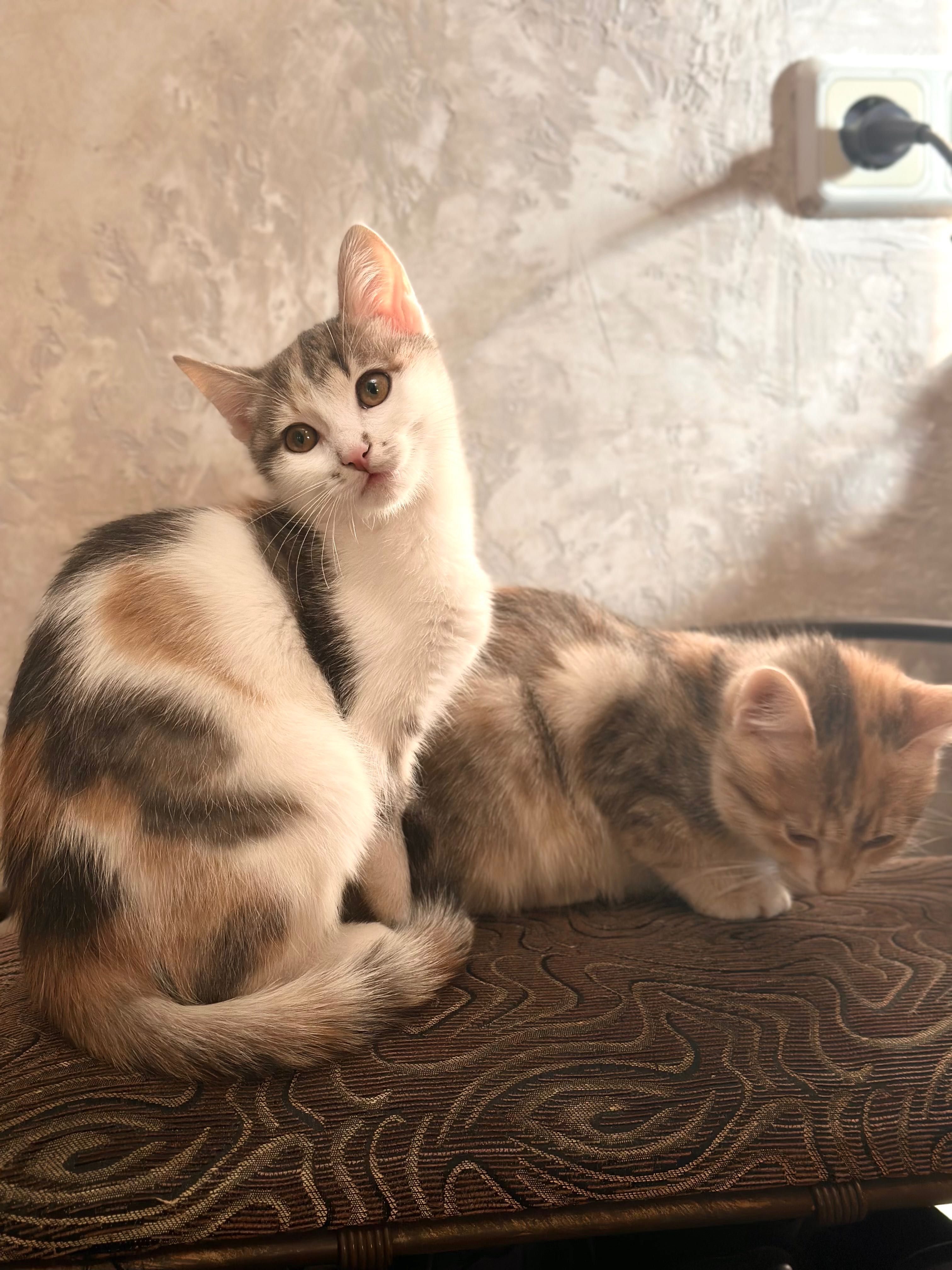 Віддам кошеня в хороші руки