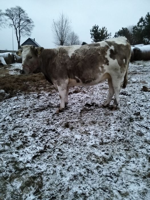 Sprzedam krowy cielne