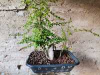 Pré-Bonsai de "Ligustrum Sinense" - *VENDA URGENTE (DESOCUPAR)*