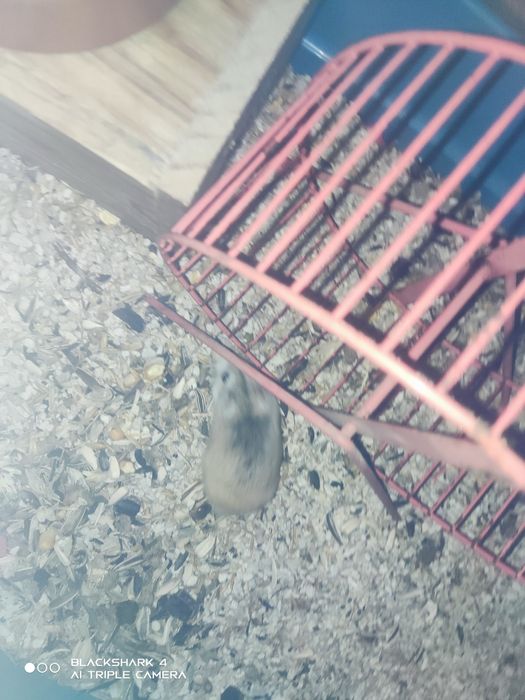 Hamster anão russo
