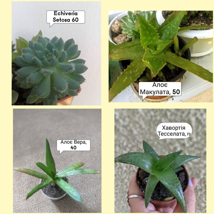 Сукуленти кімнатні