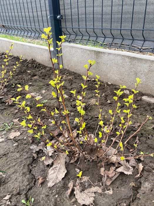 Pęcherznica luteus limonkowa młode sadzonki