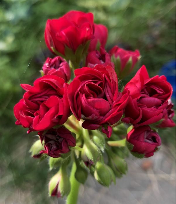 Пеларгония ИВ -Ухарь Купец сортовые