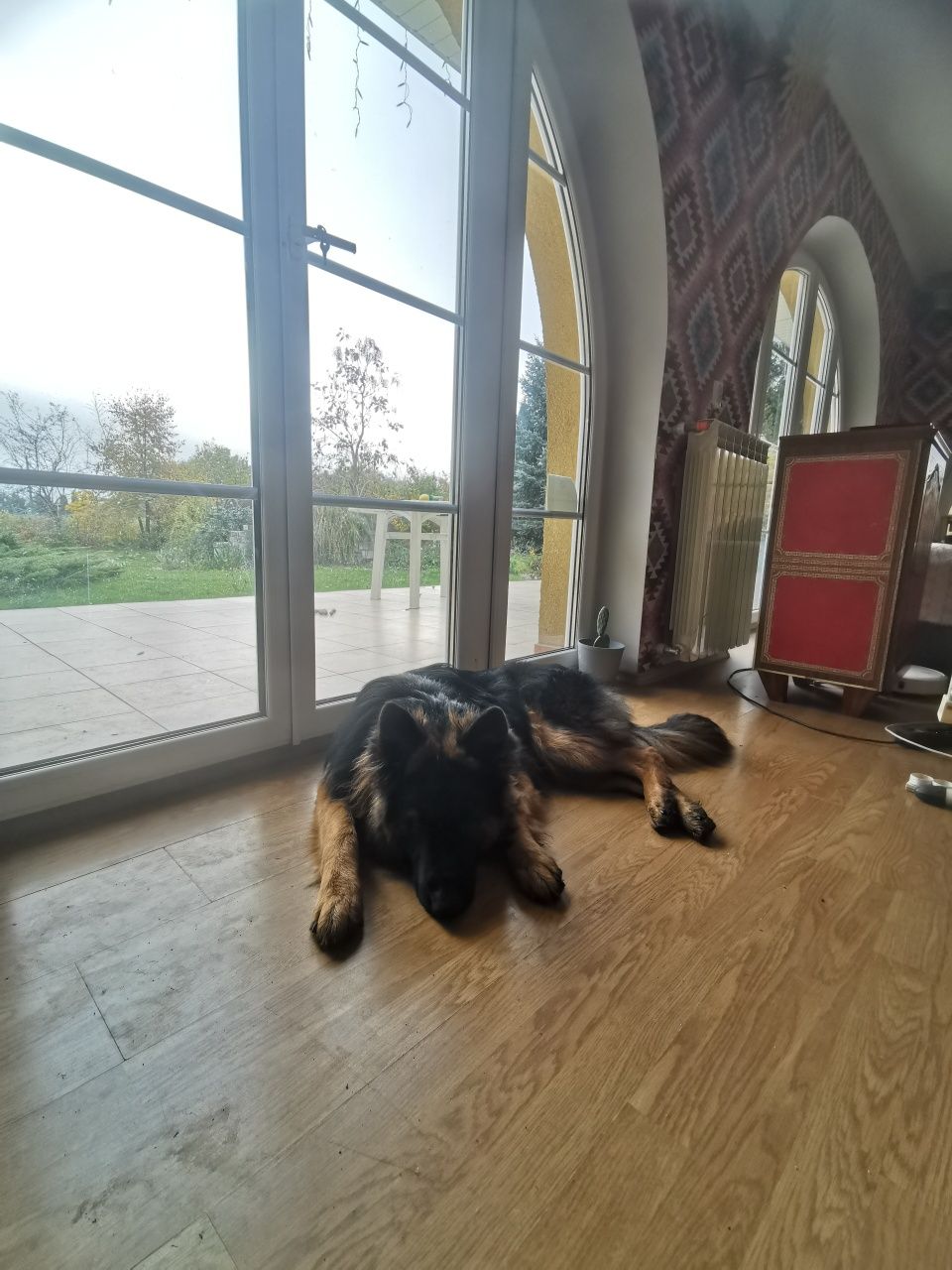 Zaginął piesek w typie owczarka niemieckiego