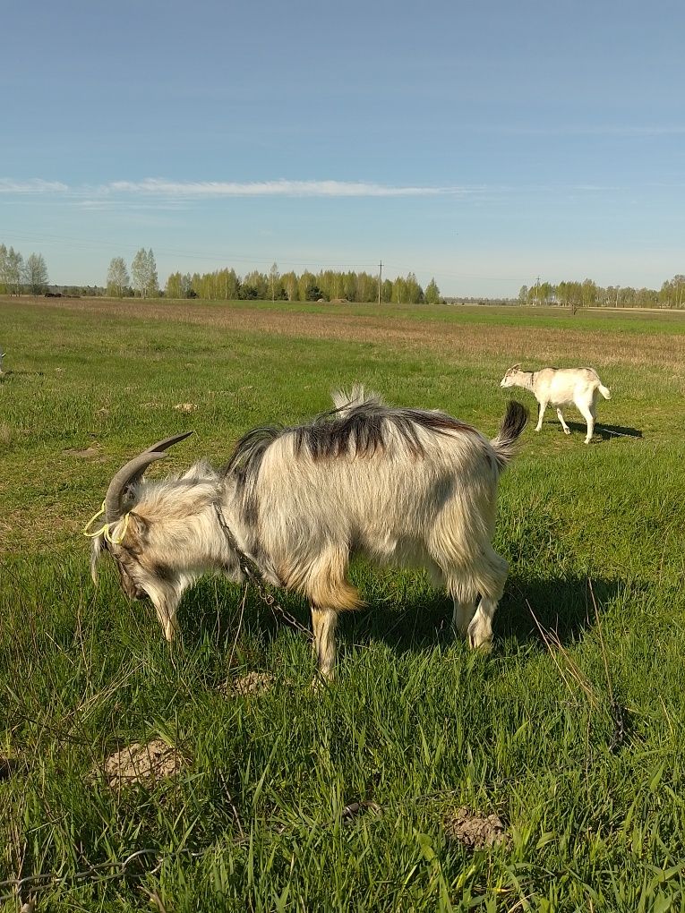 Цап козел ламанч+зааненський