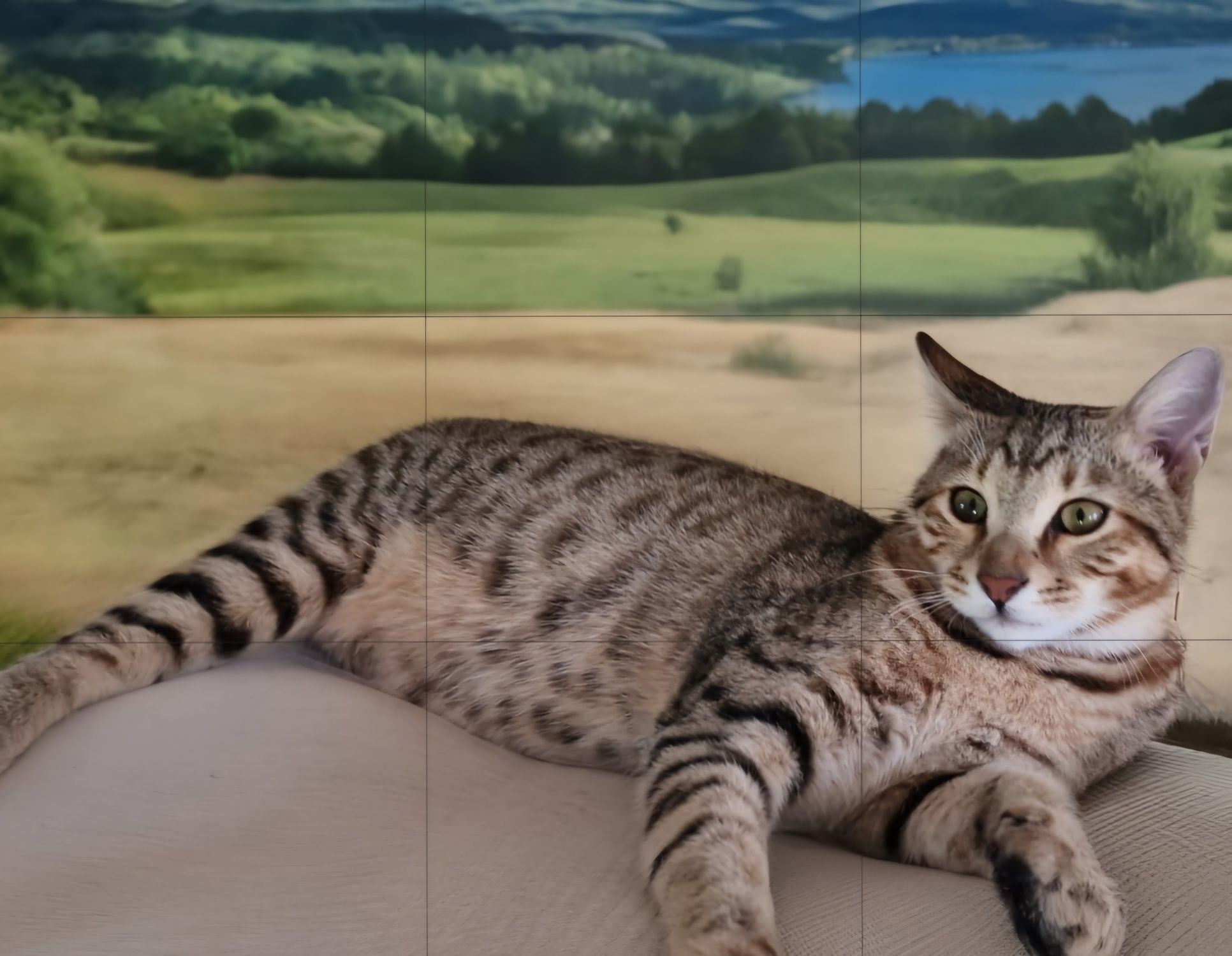 Kocur Savannah F6 SBT