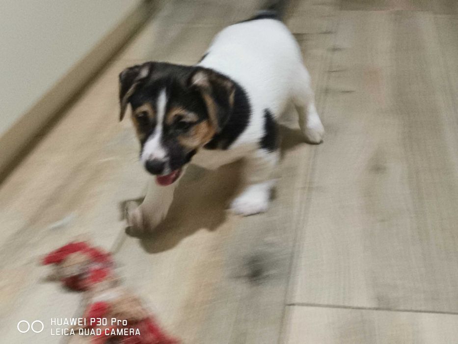 Jack Russell Terrier piękny piesek