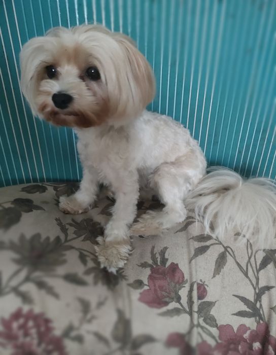 York Yorkshire Terrier Golddust