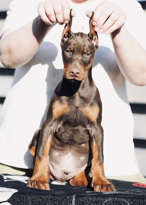 Doberman szczeniak chłopiec