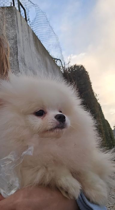 Spitz alemao anao/ lulu da Pomerânia