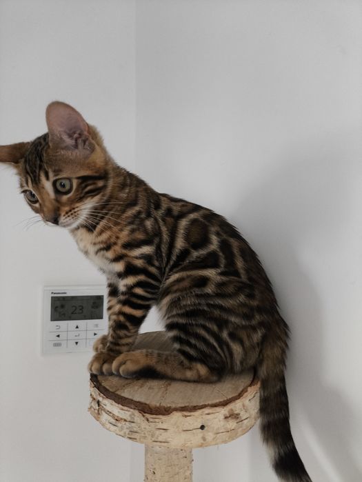 Kotek bengalski.