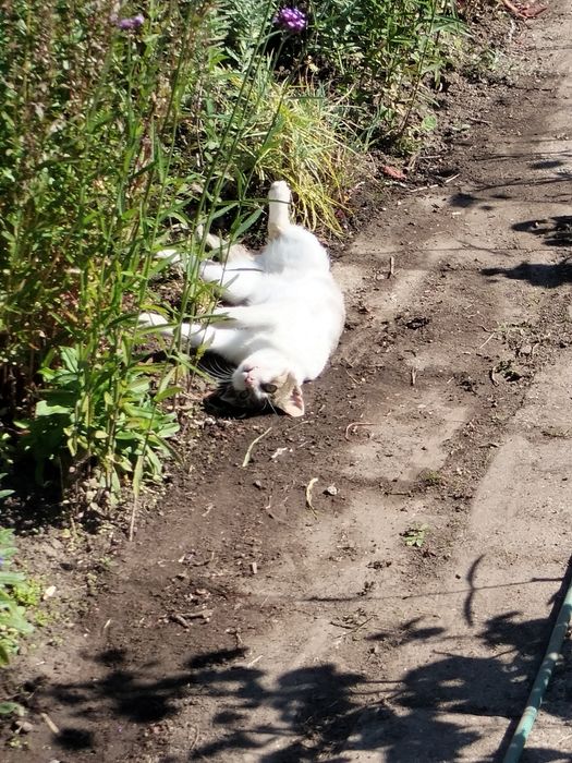 Koteczka roczna z działki